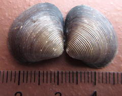 Corbicula fluminalis