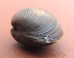 Corbicula fluminalis