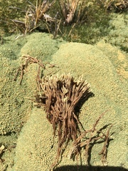Pycnophyllum