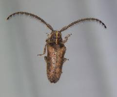 Sophronica lineata