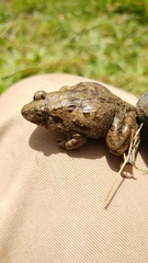 Fejervarya kawamurai