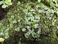 Marchantia chenopoda