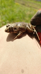 Fejervarya kawamurai