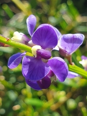 Comesperma volubile