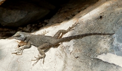 Sceloporus minor
