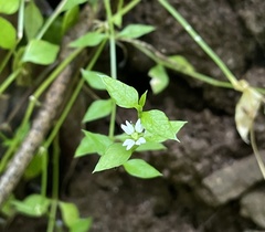 Stellaria antillana