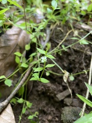 Stellaria antillana