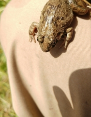Fejervarya kawamurai