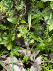 Hypericum diosmoides