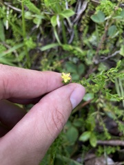 Hypericum diosmoides
