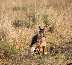Lupulella adusta adusta