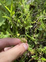 Hypericum diosmoides