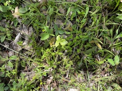 Hypericum diosmoides