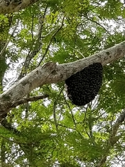 Apis dorsata