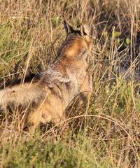 Lupulella adusta adusta