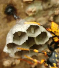 Polistes rothneyi iwatai