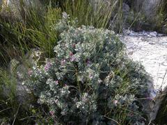 Podalyria hirsuta