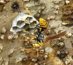 Polistes rothneyi iwatai