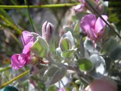 Podalyria hirsuta