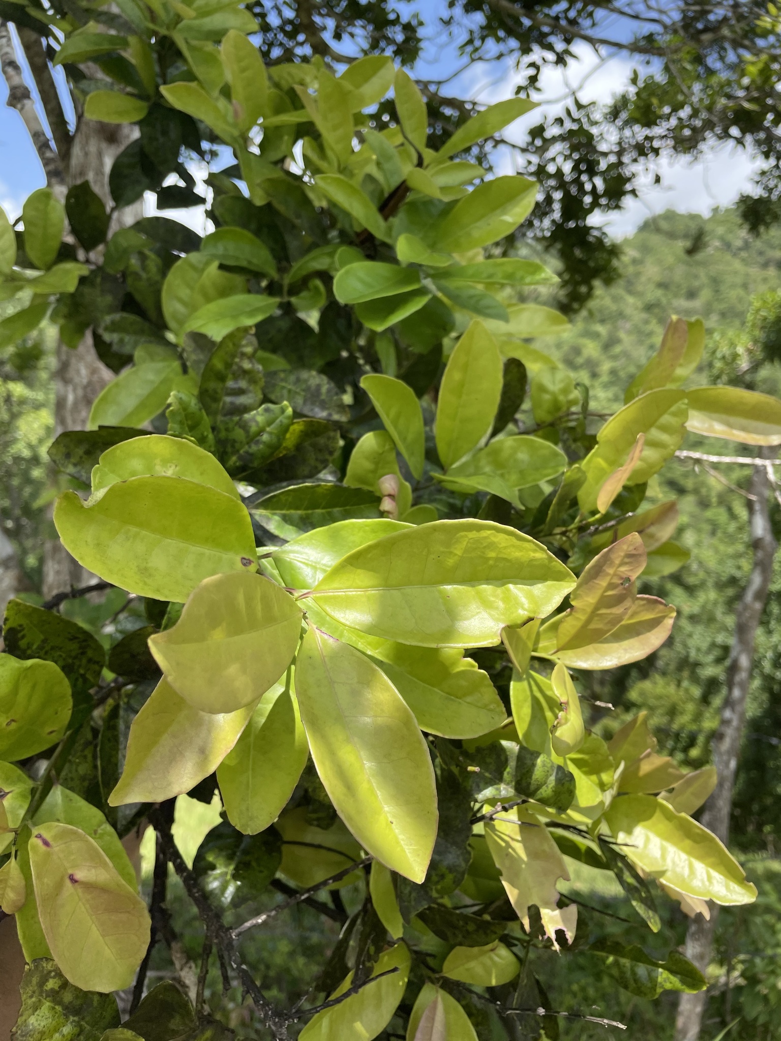 Ilex nitida