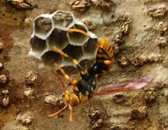 Polistes rothneyi iwatai