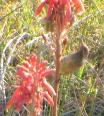 Chalcomitra senegalensis gutturalis