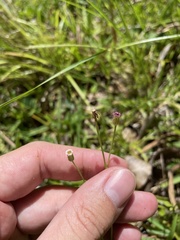 Erigeron cuneifolius