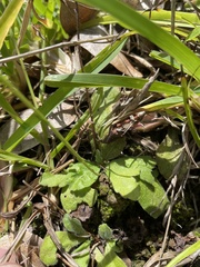 Erigeron cuneifolius