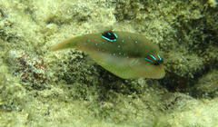 Canthigaster bennetti