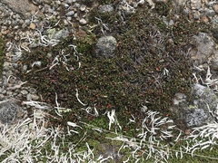 Thamnolia vermicularis