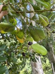 Pimenta racemosa