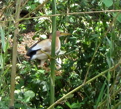 Ixobrychus minutus payesii