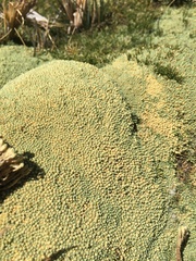Pycnophyllum