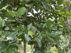 Pimenta racemosa
