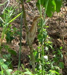 Ixobrychus minutus payesii