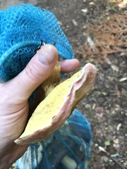 Suillus ochraceoroseus
