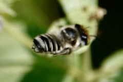 Megachile petulans