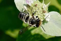 Megachile petulans