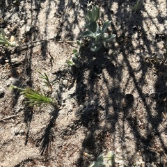 Adenogramma rigida