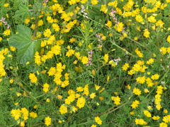 Hypecoum procumbens