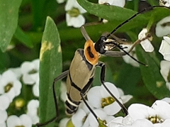 Chauliognathus nigrocinctus