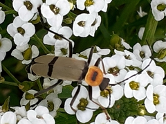 Chauliognathus nigrocinctus