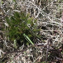 Adenogramma rigida