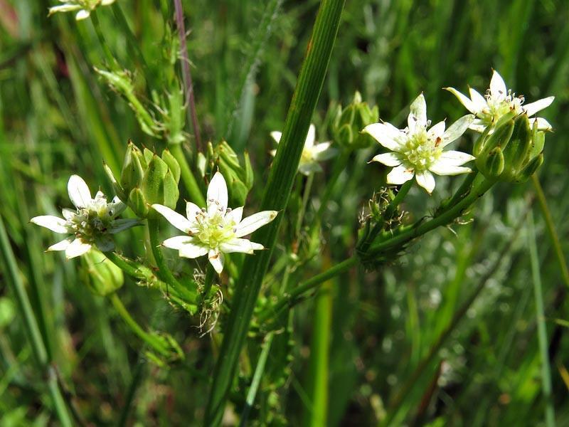 Bristlestalk Ministar