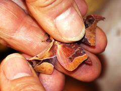 Holocerina smilax