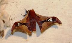 Holocerina smilax