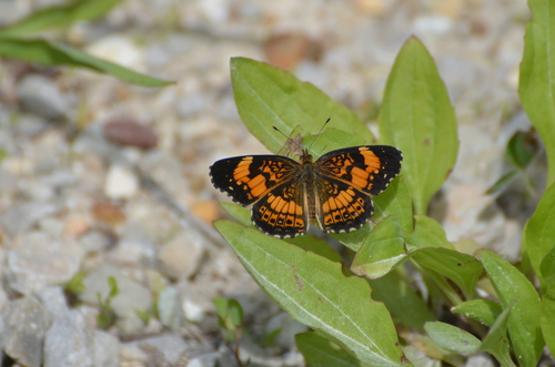 Silvery Checkerspot photo 5