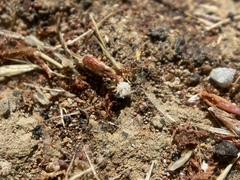 Pheidole californica