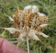 Berkheya angustifolia