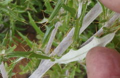 Berkheya angustifolia